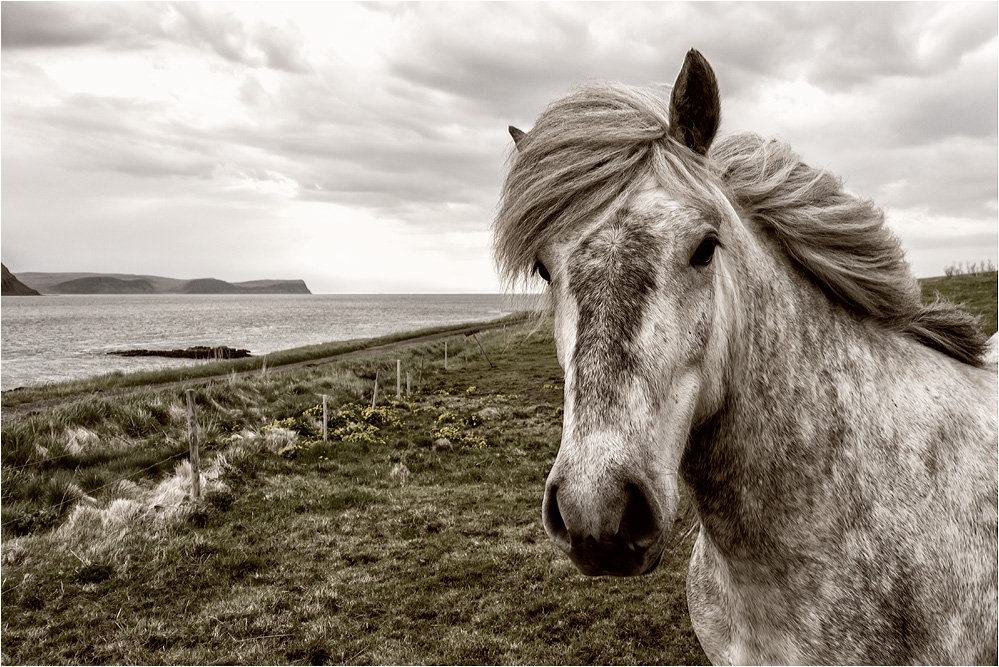 Westcoast horse...