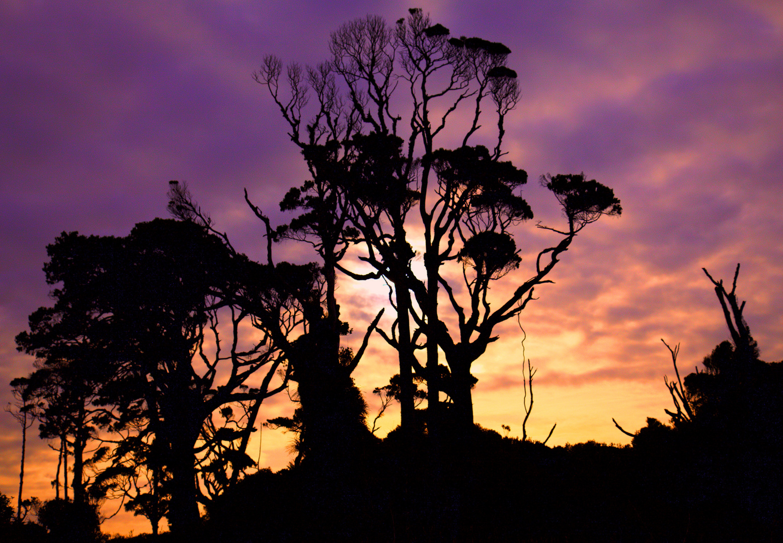 Westcoastvegetation