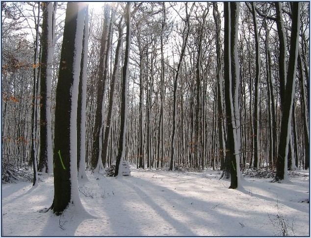 Wester-Winter-Wald