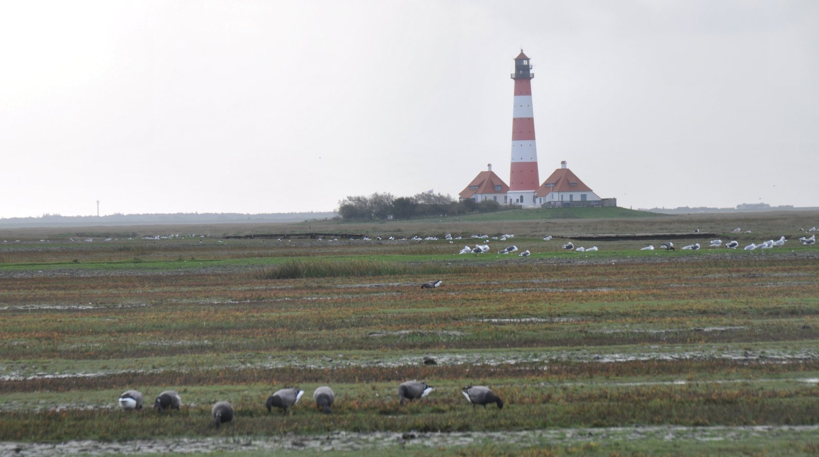 Westerhever