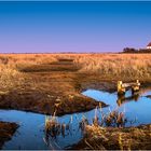 Westerhever 2