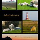 Westerhever 2011