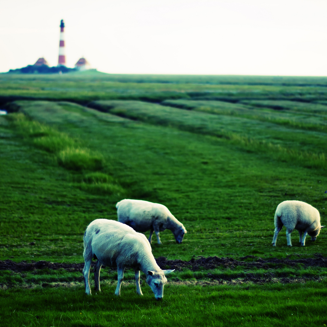 Westerhever