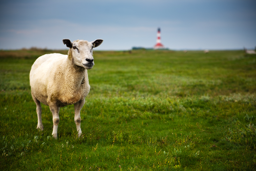 Westerhever 6