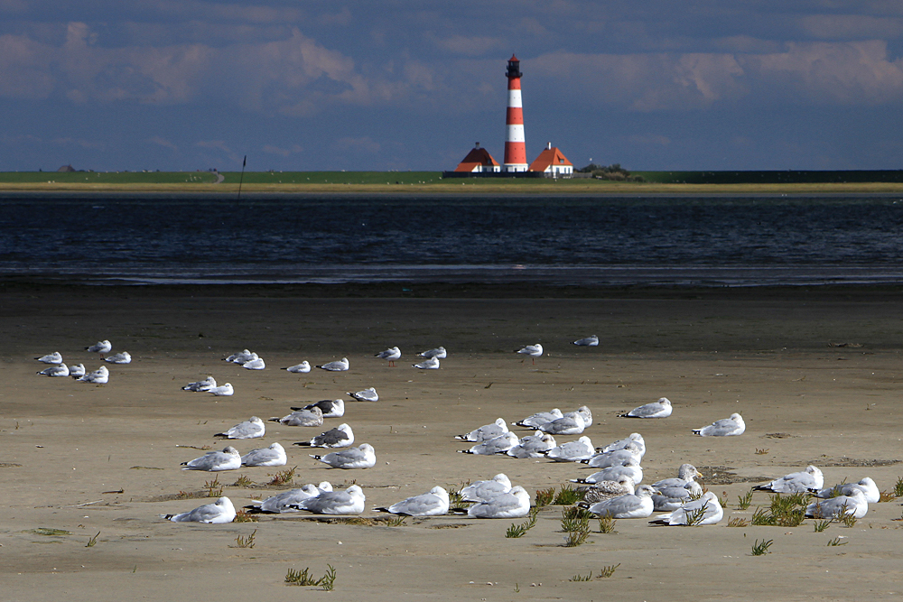 Westerhever