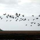 Westerhever