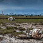 Westerhever..