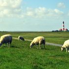 Westerhever