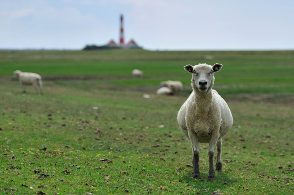 Westerhever