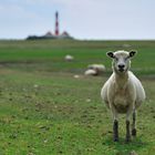 Westerhever