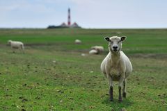 Westerhever