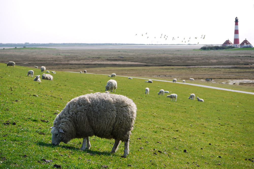 Westerhever