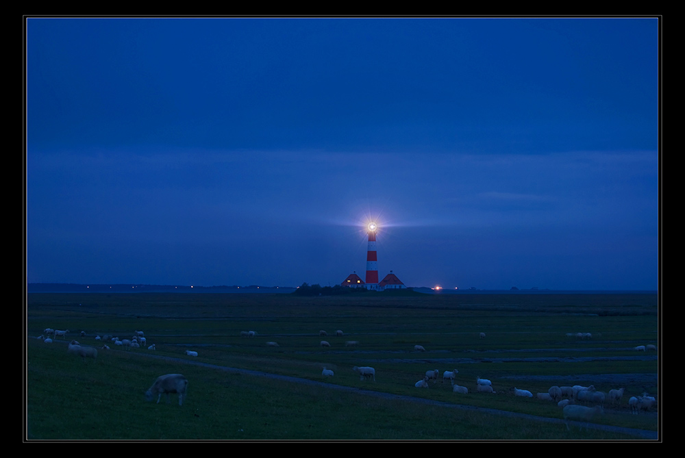 Westerhever Geisterschafe