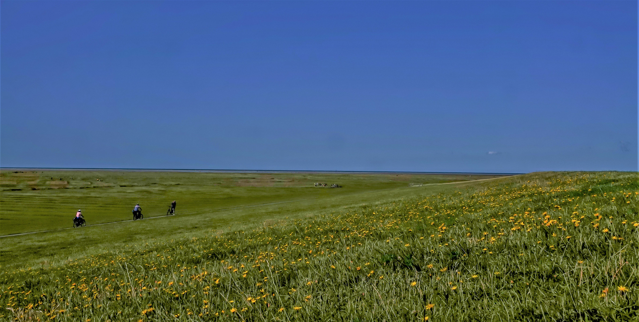 Westerhever Kreis Nordfriesland (1)