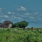 Westerhever Kreis Nordfriesland (2)