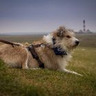 Westerhever Leuchtturm bewachen