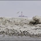 westerhever mal anders im blick