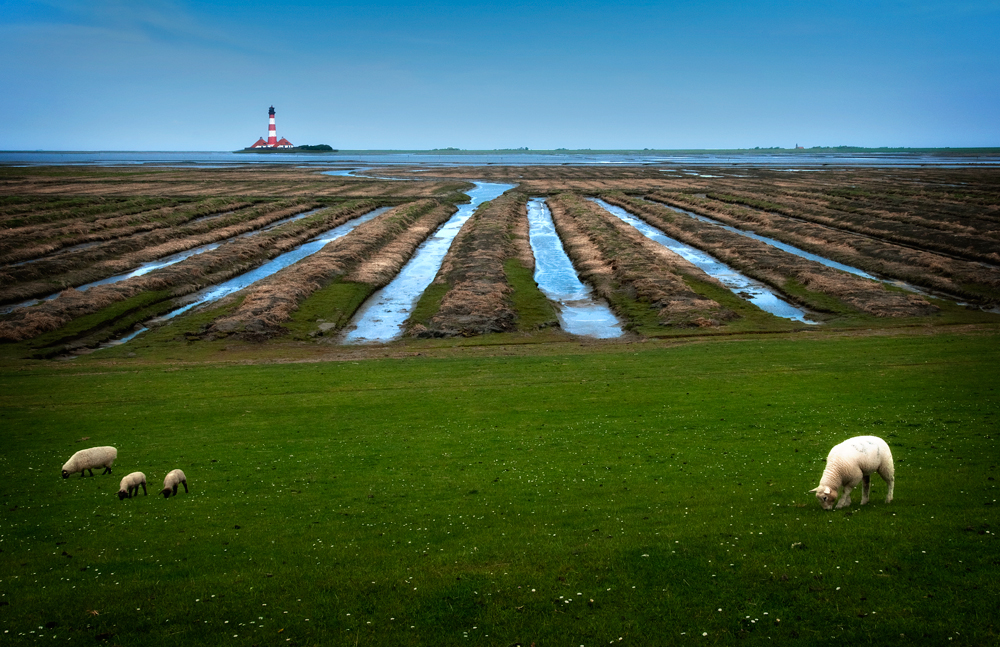 westerhever mit schafen :-)