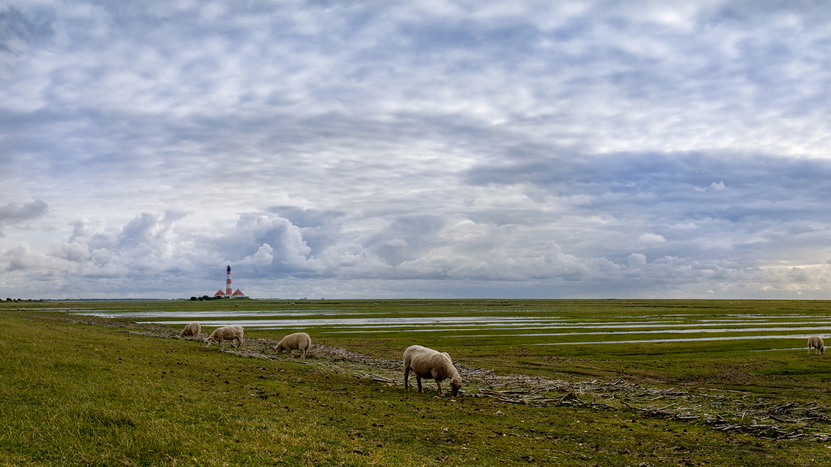 Westerhever mit Tieren