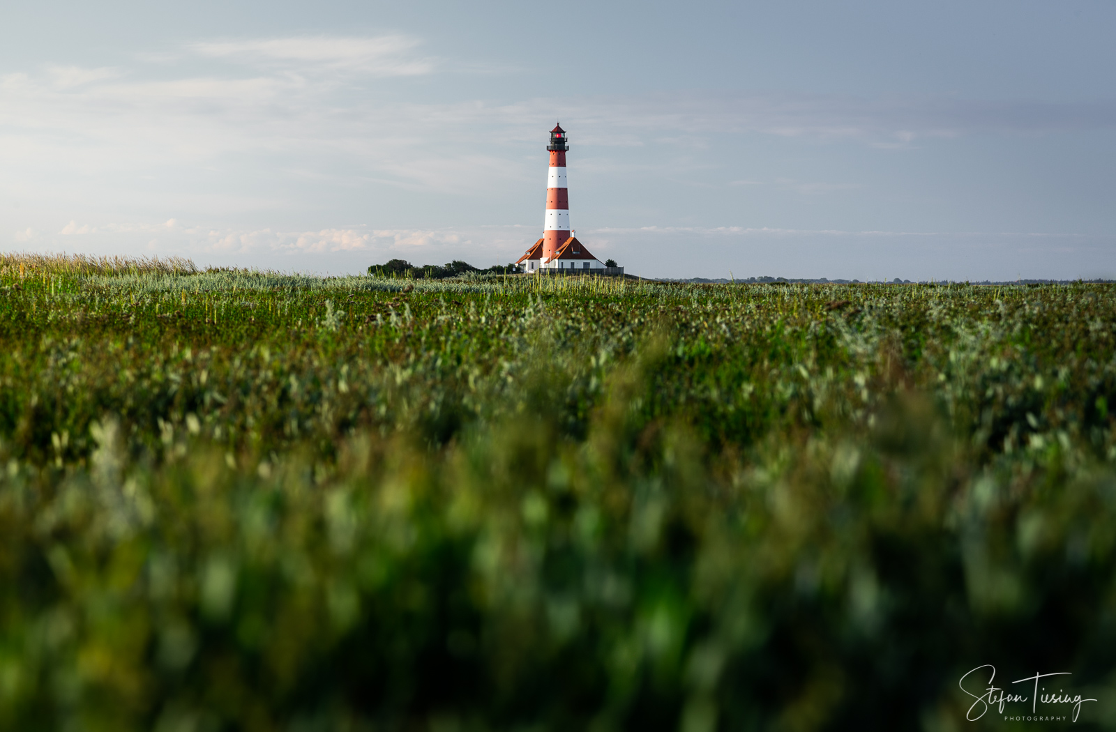 Westerhever Salzwiesen