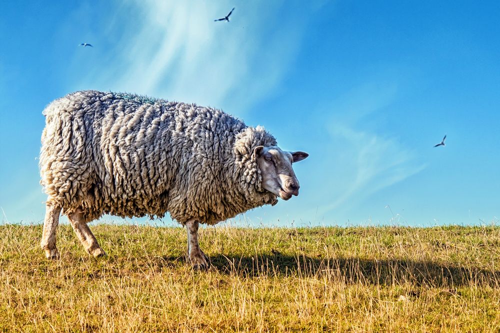 Westerhever Schaf (Sommer 2015)