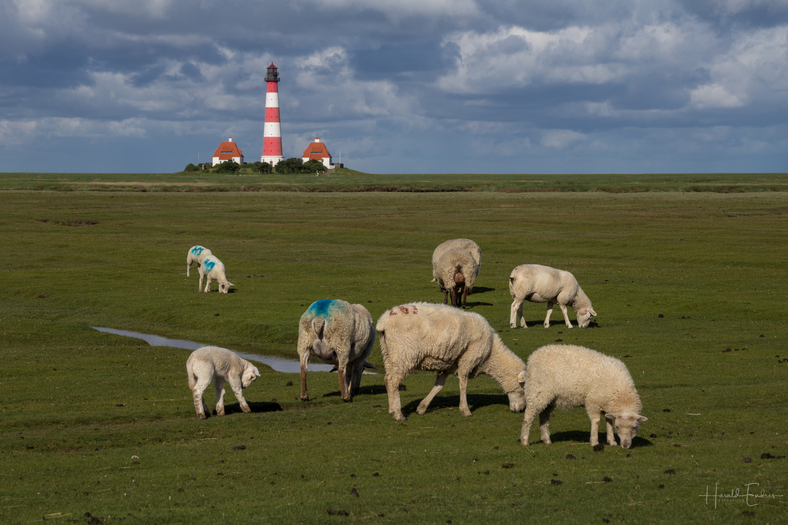 Westerhever Schafe