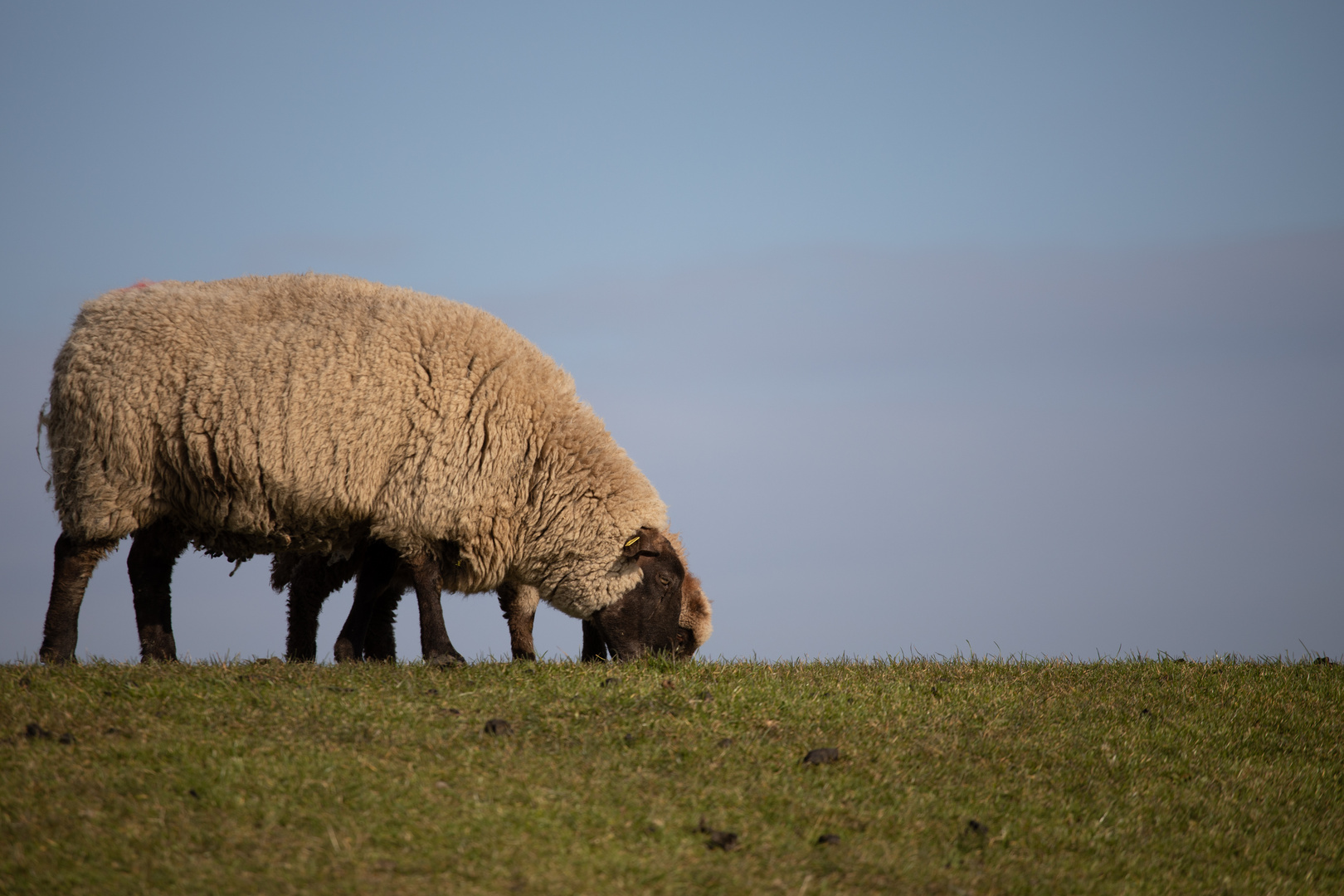 Westerhever Schafe