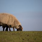 Westerhever Schafe