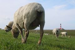 Westerhever Schafe