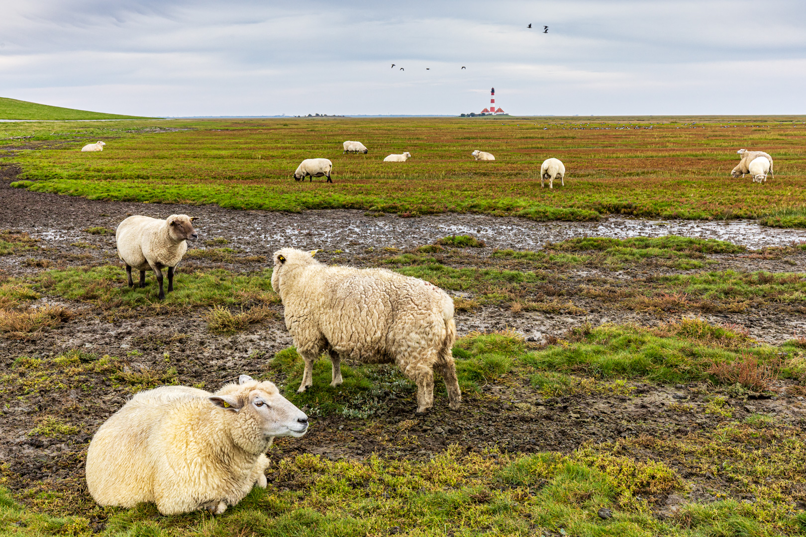 Westerhever Schafe