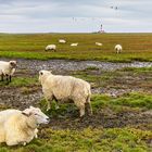 Westerhever Schafe