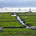 Westerhever Vorland