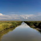 Westerhever.....Salzwiesen 