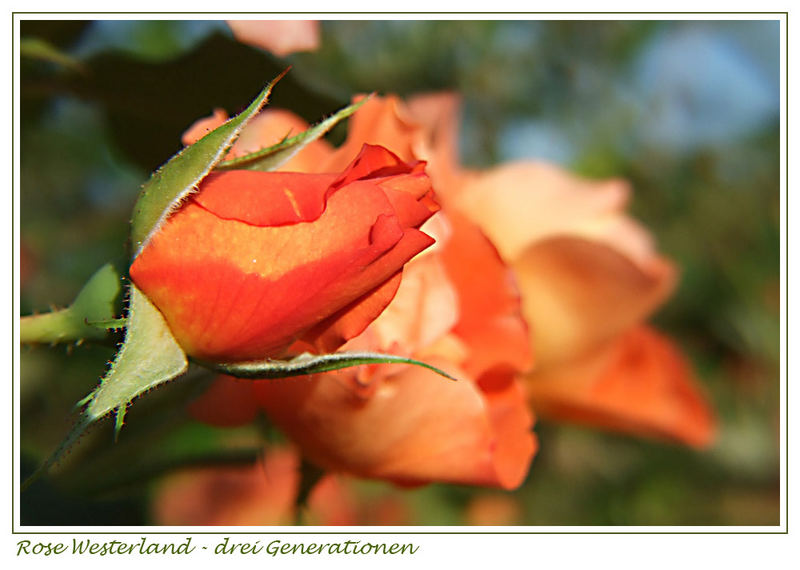 Westerland - drei Blütengenerationen