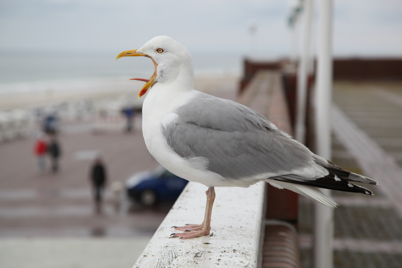 Westerland Möwe