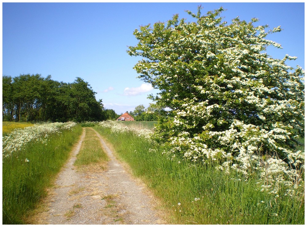 Westermarsch im Mai in Ostfriesland