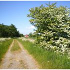 Westermarsch im Mai in Ostfriesland