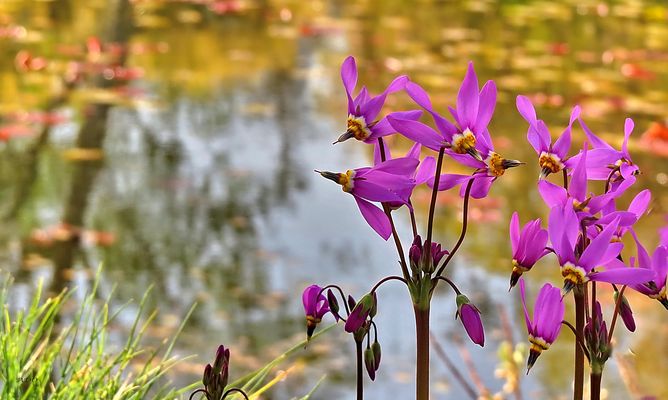 Western  Arctic Shooting Stars