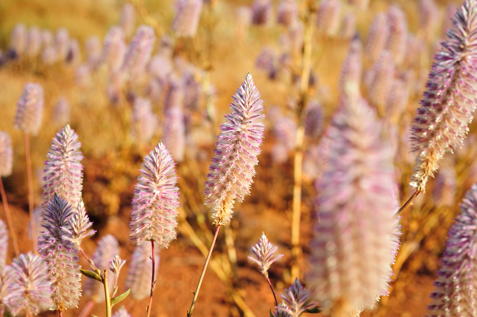 Western Australia flora