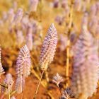 Western Australia flora