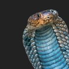 Western Barred Spittung Cobra...