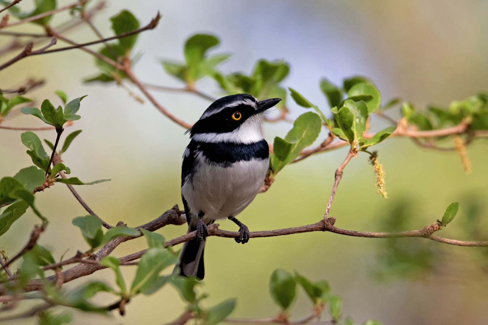 Western black headed batis