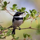 Western black headed batis