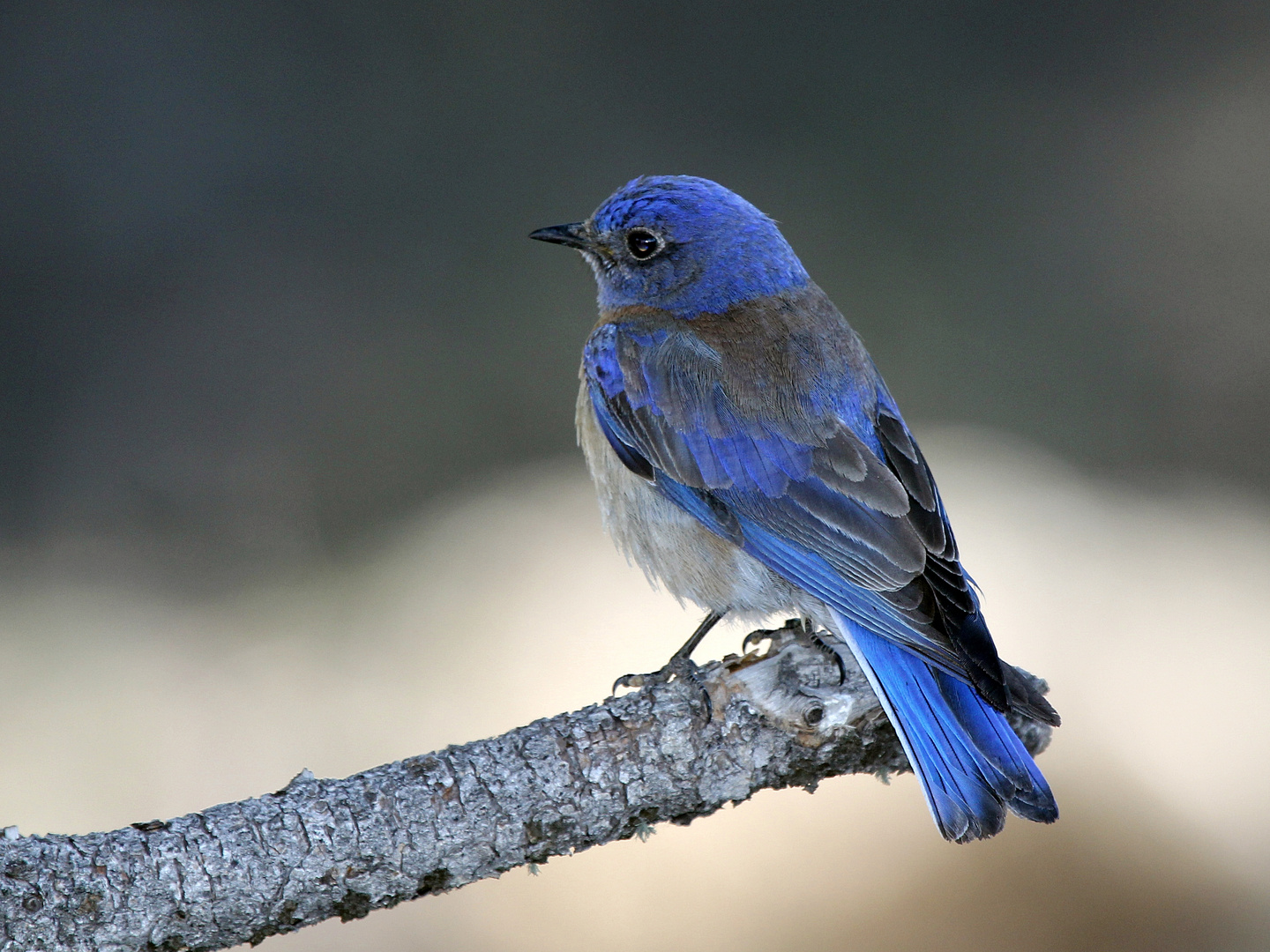 Western Bluebird