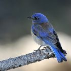 Western Bluebird