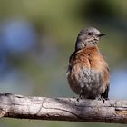 Western Bluebird female