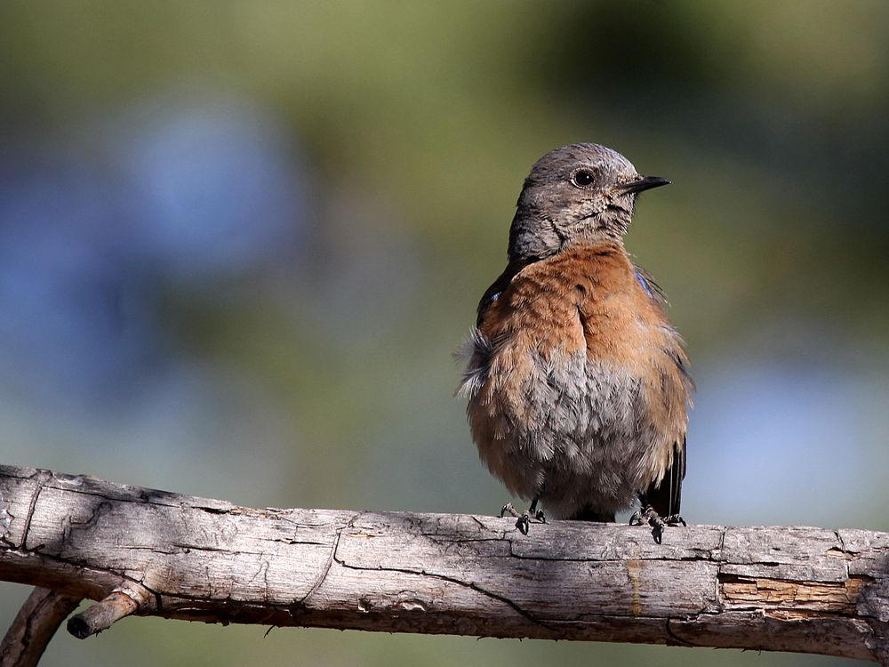 Western Bluebird female