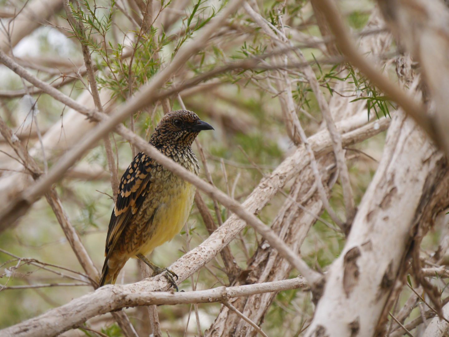 Western Bowerbird  -  Tropfenlaubenvogel