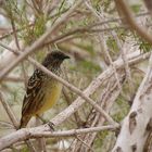 Western Bowerbird  -  Tropfenlaubenvogel