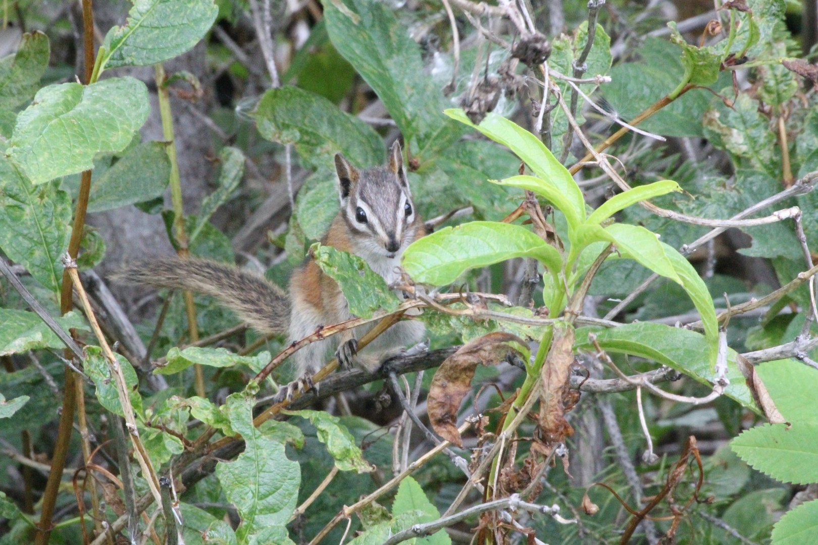 Western Chipmunk